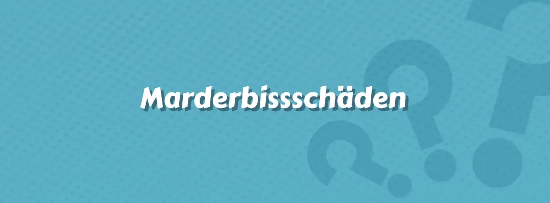 Marderbissschäden im Versicherungswesen